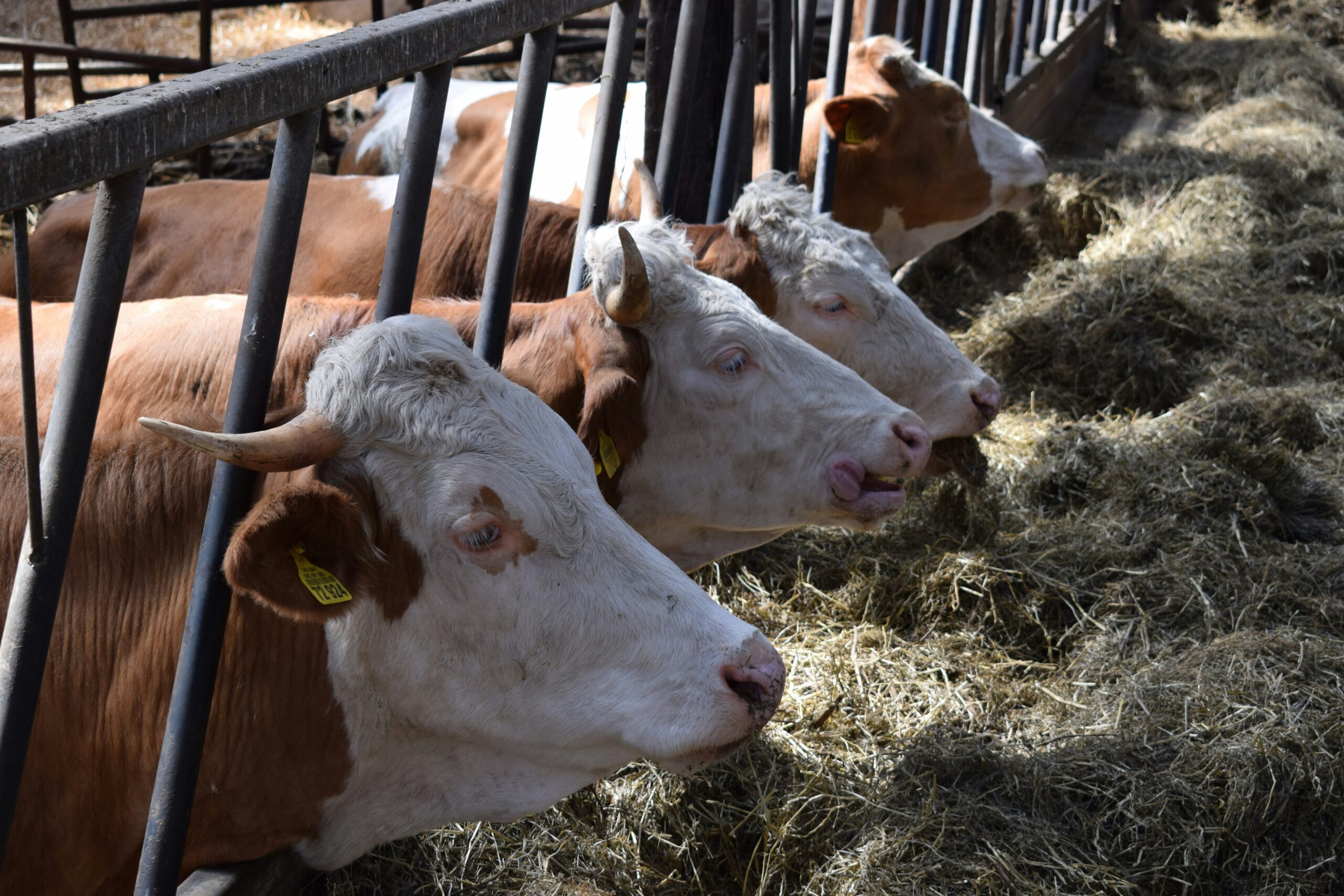 Animal feed supply chain working toward feed safety certification
