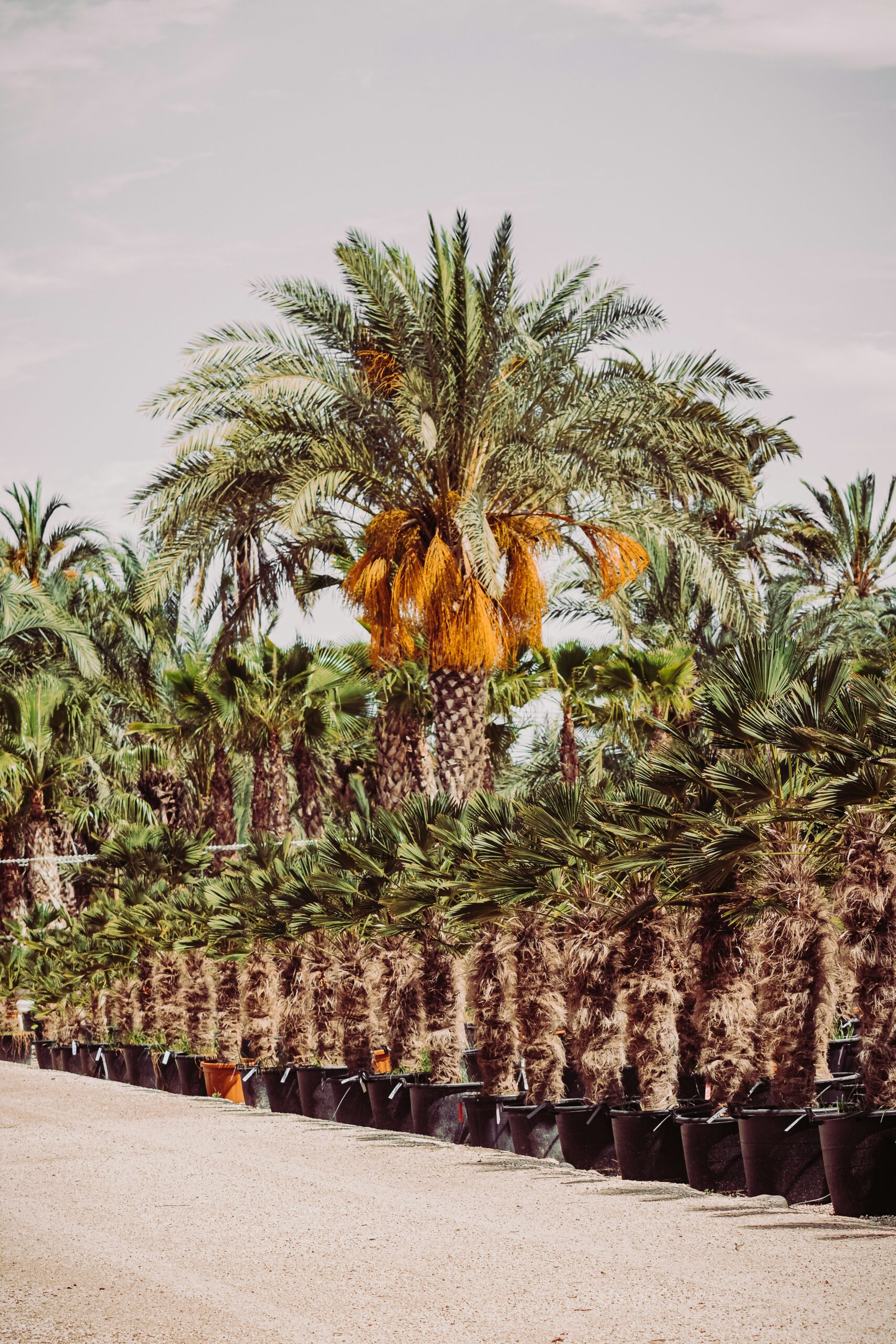 Palm plantation working toward RSPO sustainable palm oil certification