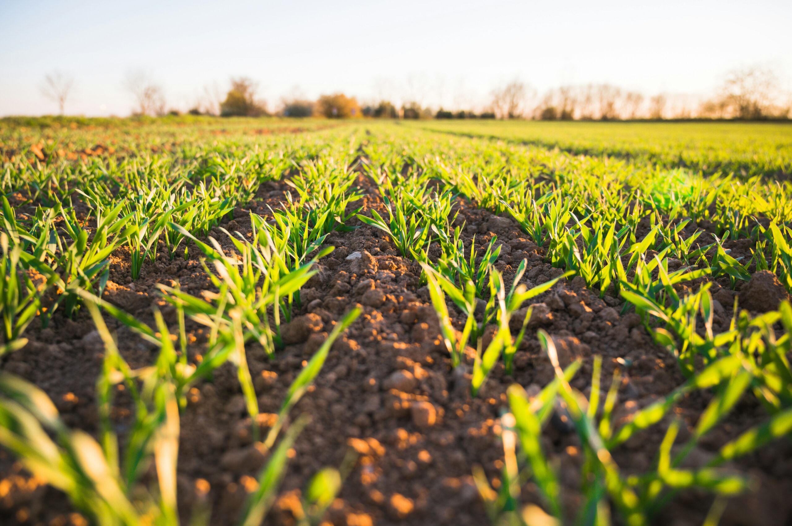 Bird's eye view of cultivated agricultural fields