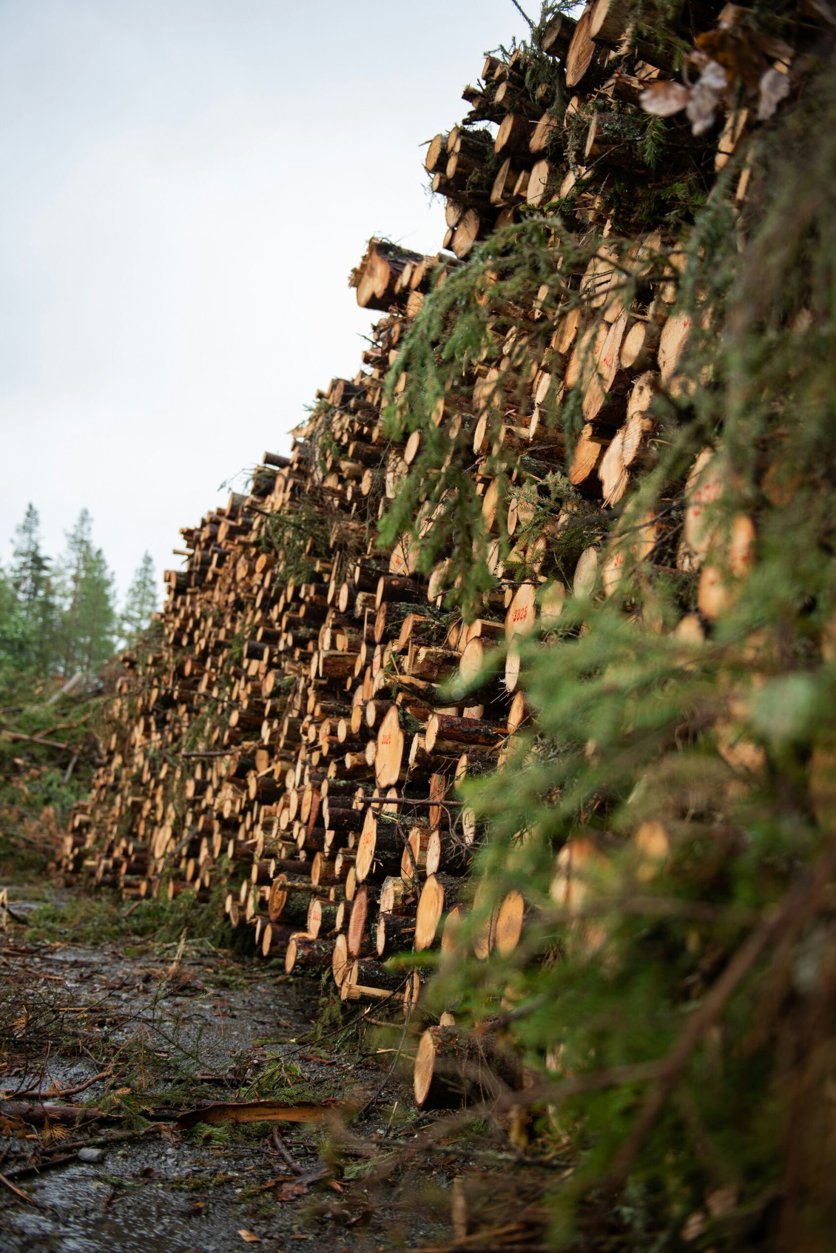 Sustainably managed forest landscape