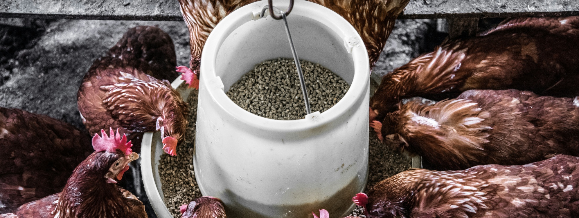 Animal feed production facility working toward GMP+ FSA certification